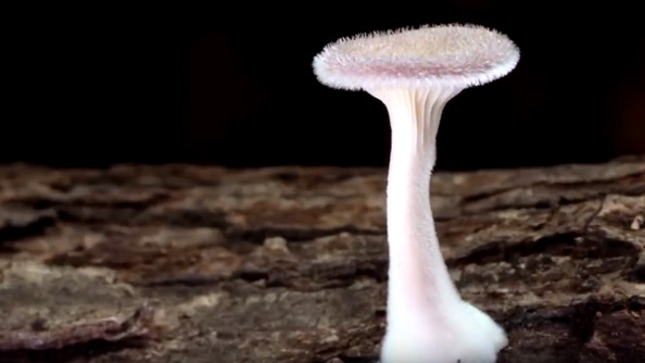 The Kingdom: How Fungi Made Our World