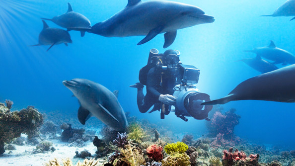 Diving With Dolphins: Dolphin Reef Behind the Scenes