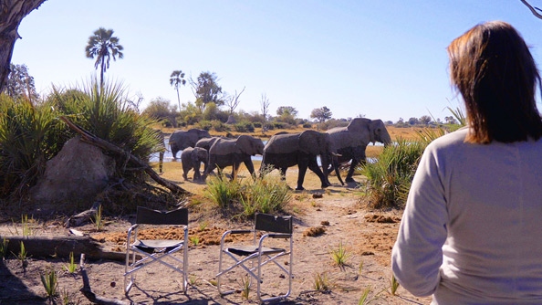 In the Footsteps of Elephant: Elephant Behind the Scenes