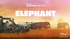 In the Footsteps of Elephant: Elephant Behind the Scenes
