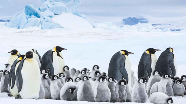 March of the Penguins 2: The Next Step